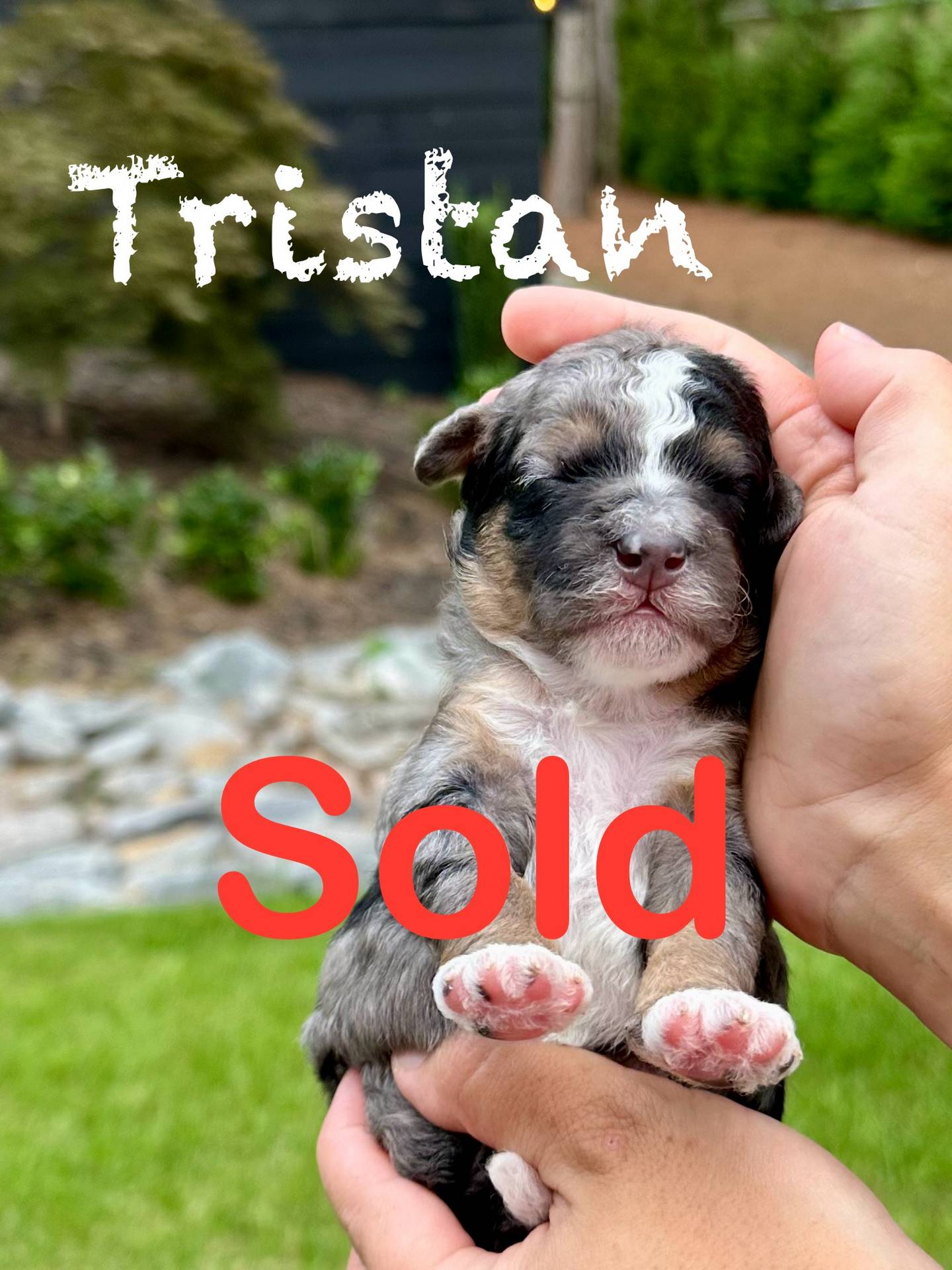 Tristan - Blue Merle with white sock feet Male Toy Micro Bernedoodle_Forever Home in Cumberland ME