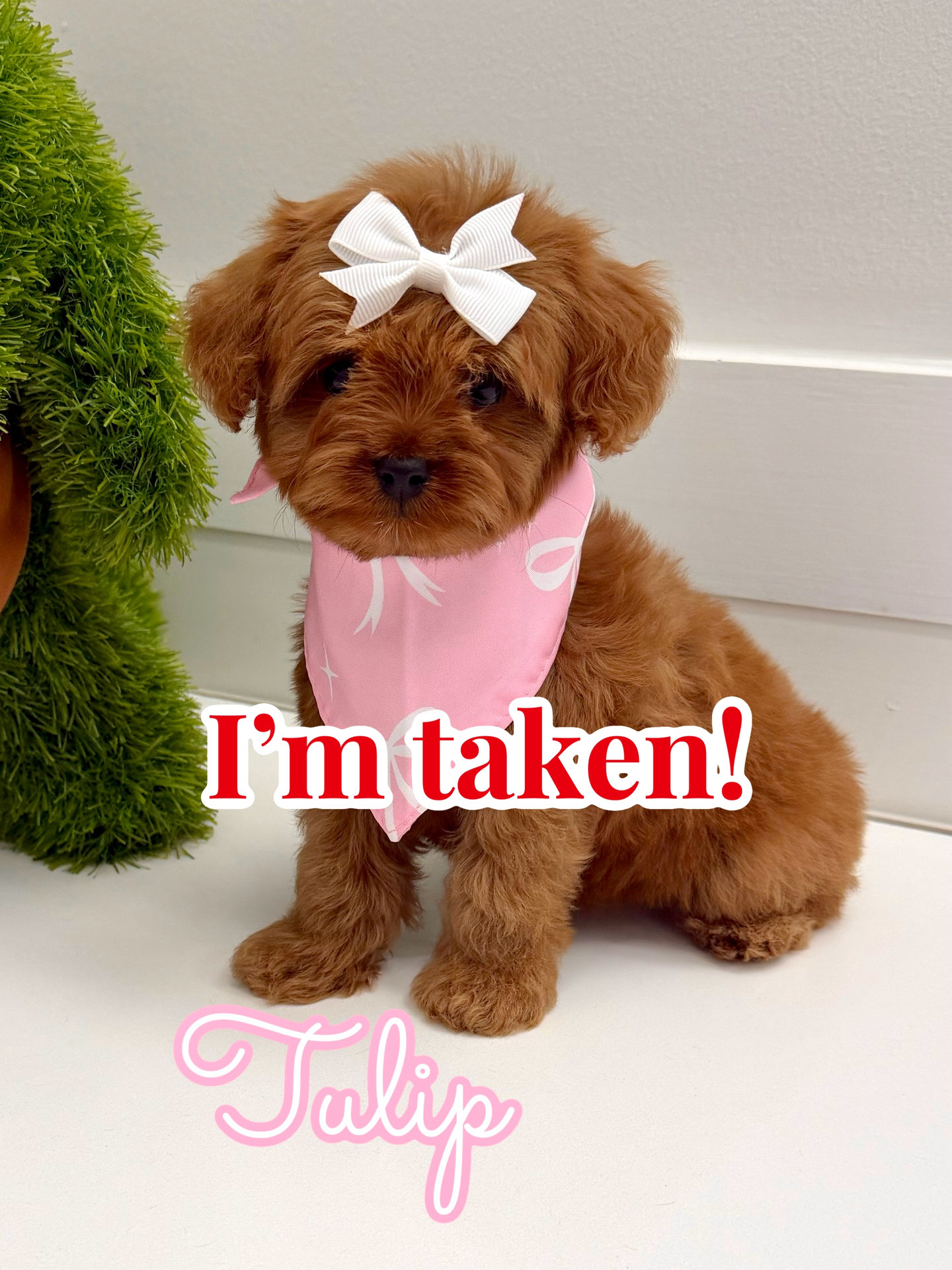 Tulip - FB Cavapoo Puppy - BPPP Litter -- - Forever Home in Austin- TX