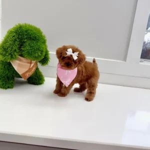 Tulip - FB Cavapoo Puppy - BPPP Litter --_