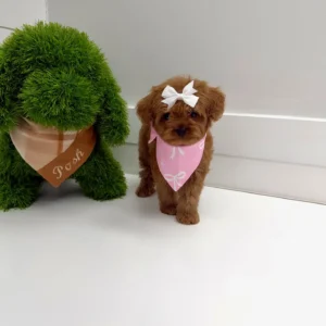 Tulip - FB Cavapoo Puppy - BPPP Litter --_