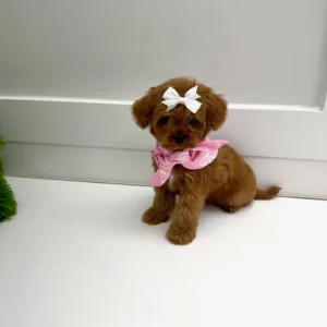 Tulip - FB Cavapoo Puppy - BPPP Litter --_
