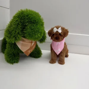 Tulip - FB Cavapoo Puppy - BPPP Litter --_