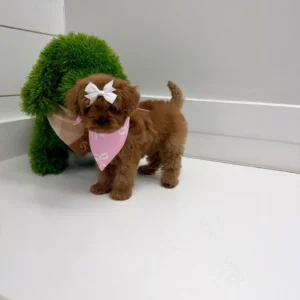 Tulip - FB Cavapoo Puppy - BPPP Litter --_