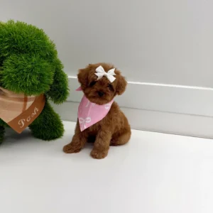 Tulip - FB Cavapoo Puppy - BPPP Litter --_