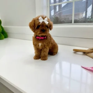 Tulip - FB Cavapoo Puppy - BPPP Litter --_