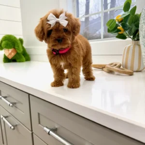Tulip - FB Cavapoo Puppy - BPPP Litter --_