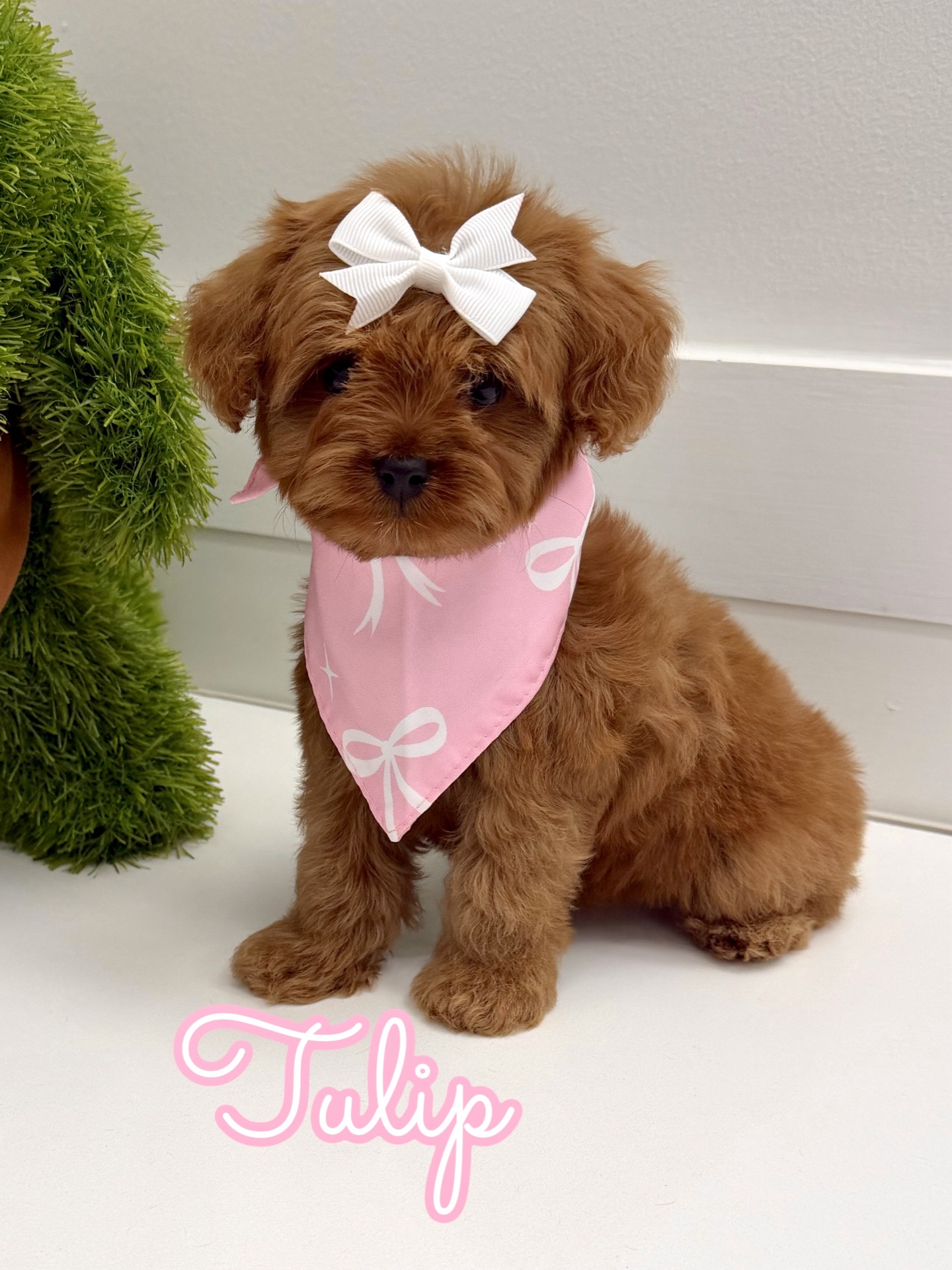 Tulip - FB Cavapoo Puppy - BPPP Litter --_