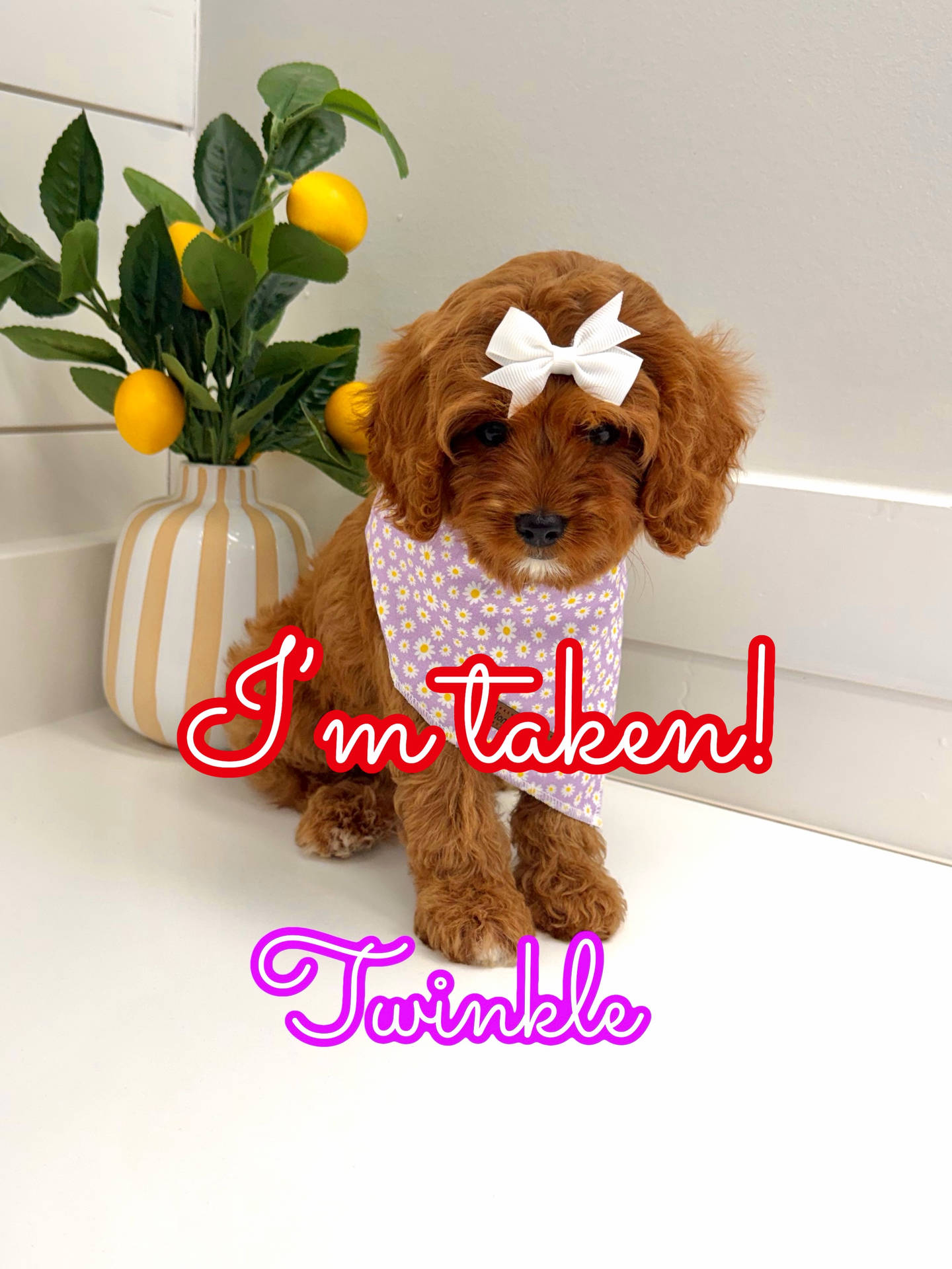 Twinkle - F Cavapoo Puppy - Litter --_