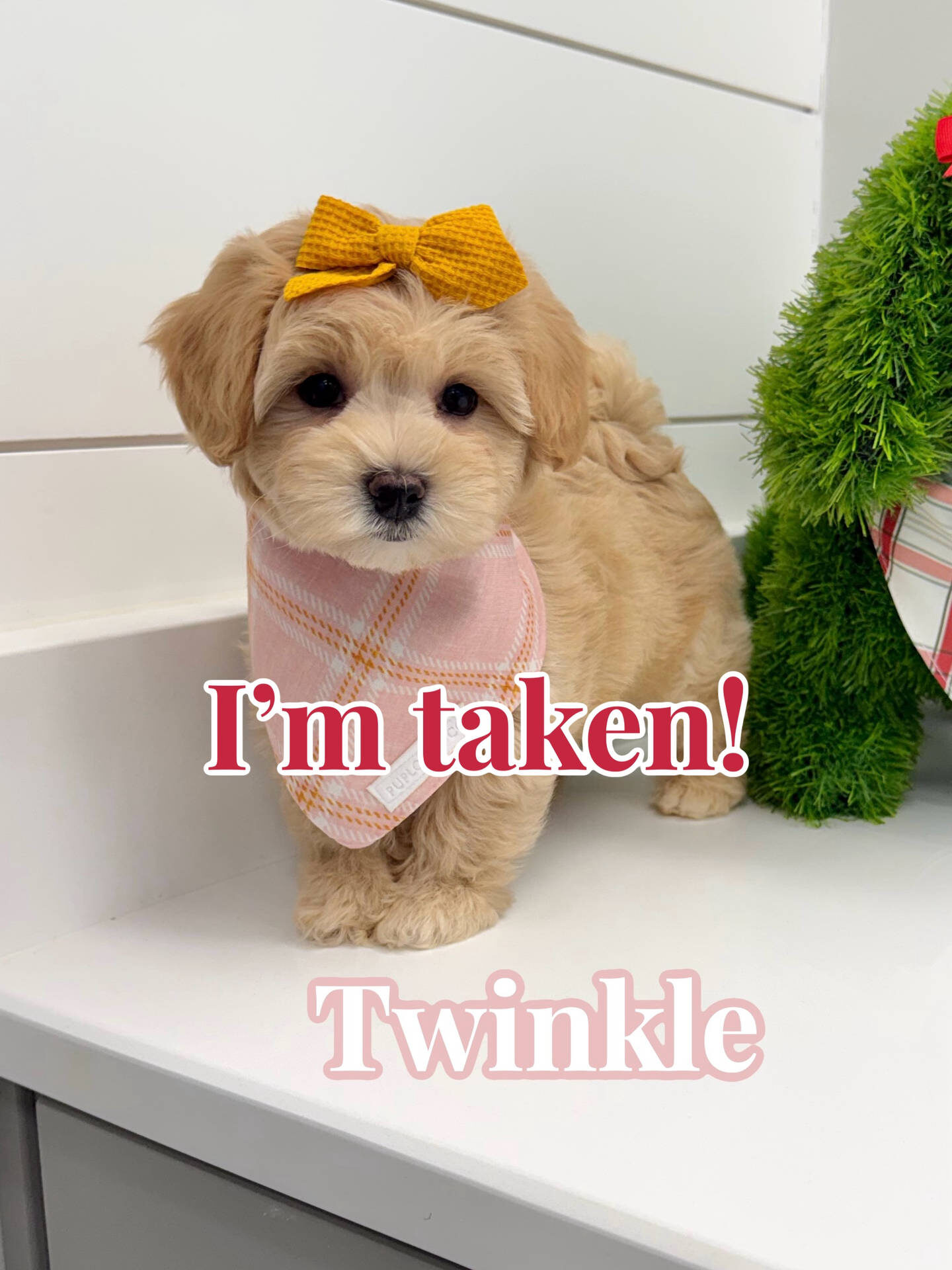 Twinkle - F Maltipoo Puppy - BPPP Litter --