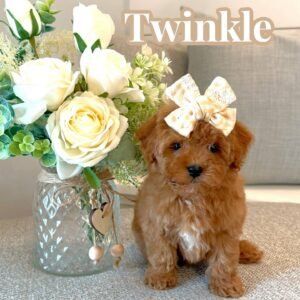 Twinkle - Teddy Bear Red White Female FB Tiny Toy Maltipoo - BPPP