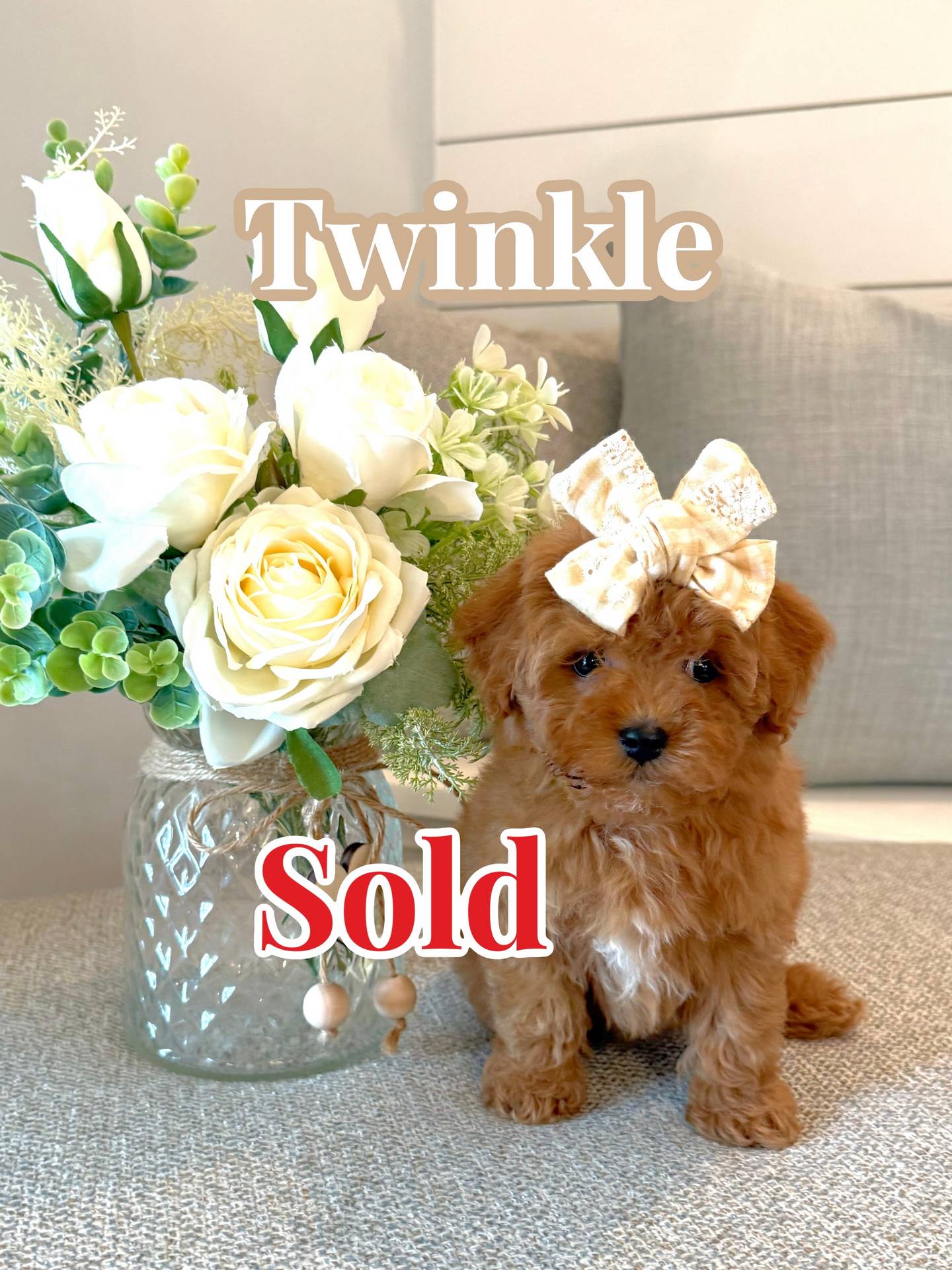 Twinkle - Teddy Bear Red White Female FB Tiny Toy Maltipoo - BPPP - Forever Home in St Augustine- FL