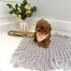 Twix - F Cavapoo Puppy - BPPP Litter --_