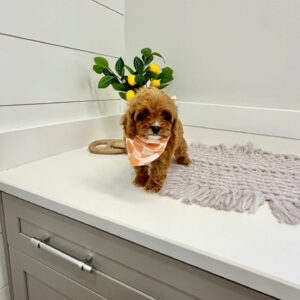 Twix - F Cavapoo Puppy - BPPP Litter --_