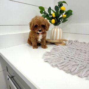 Twix - F Cavapoo Puppy - BPPP Litter --_