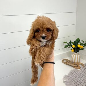 Twix - F Cavapoo Puppy - BPPP Litter --_