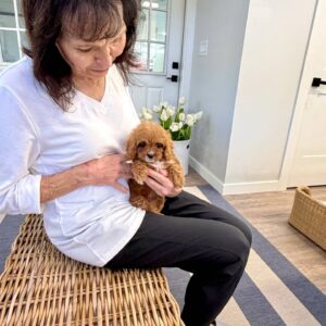 Twix - F Cavapoo Puppy - BPPP Litter --_