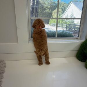 Twix - F Cavapoo Puppy - BPPP Litter --_