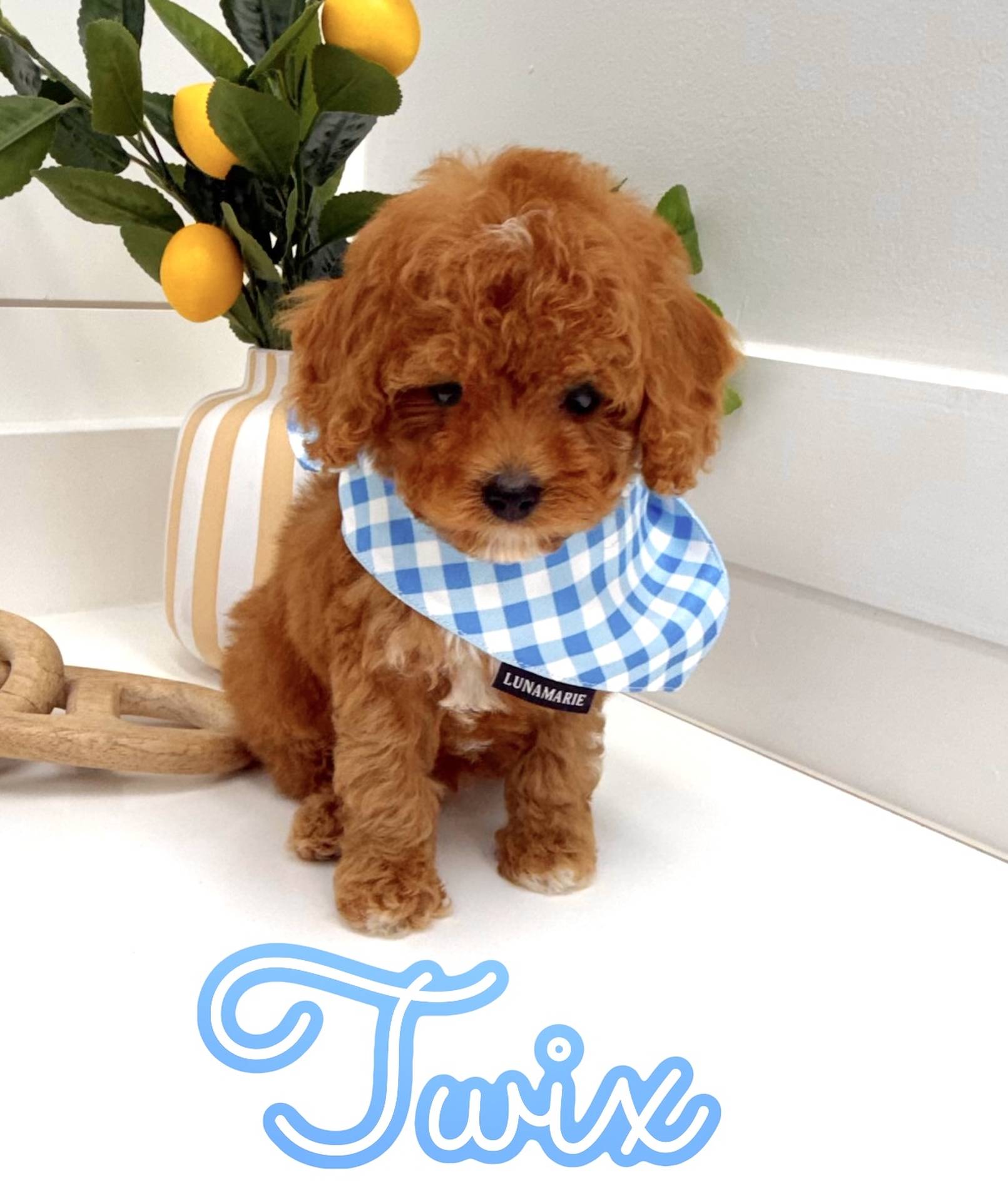 Twix - FB Cavapoo Puppy - BPPP Litter --