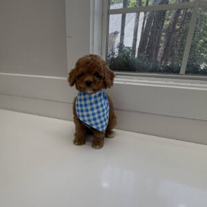 Twix - FB Cavapoo Puppy - BPPP Litter --_-