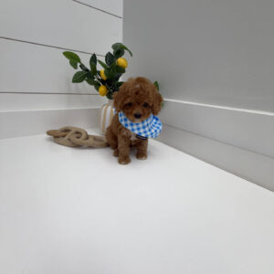 Twix - FB Cavapoo Puppy - BPPP Litter --_-