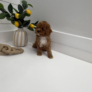 Twix - FB Cavapoo Puppy - BPPP Litter --_-