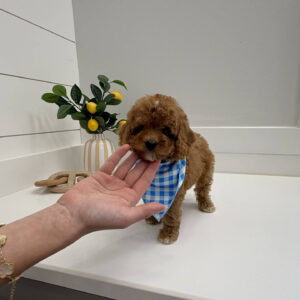 Twix - FB Cavapoo Puppy - BPPP Litter --_-
