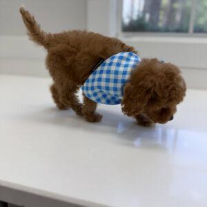 Twix - FB Cavapoo Puppy - BPPP Litter --_-