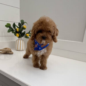 Twix - FB Cavapoo Puppy - BPPP Litter --_v-
