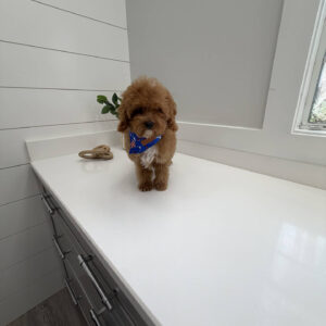 Twix - FB Cavapoo Puppy - BPPP Litter --_v-