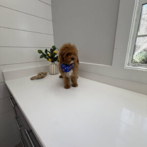 Twix - FB Cavapoo Puppy - BPPP Litter --_v-
