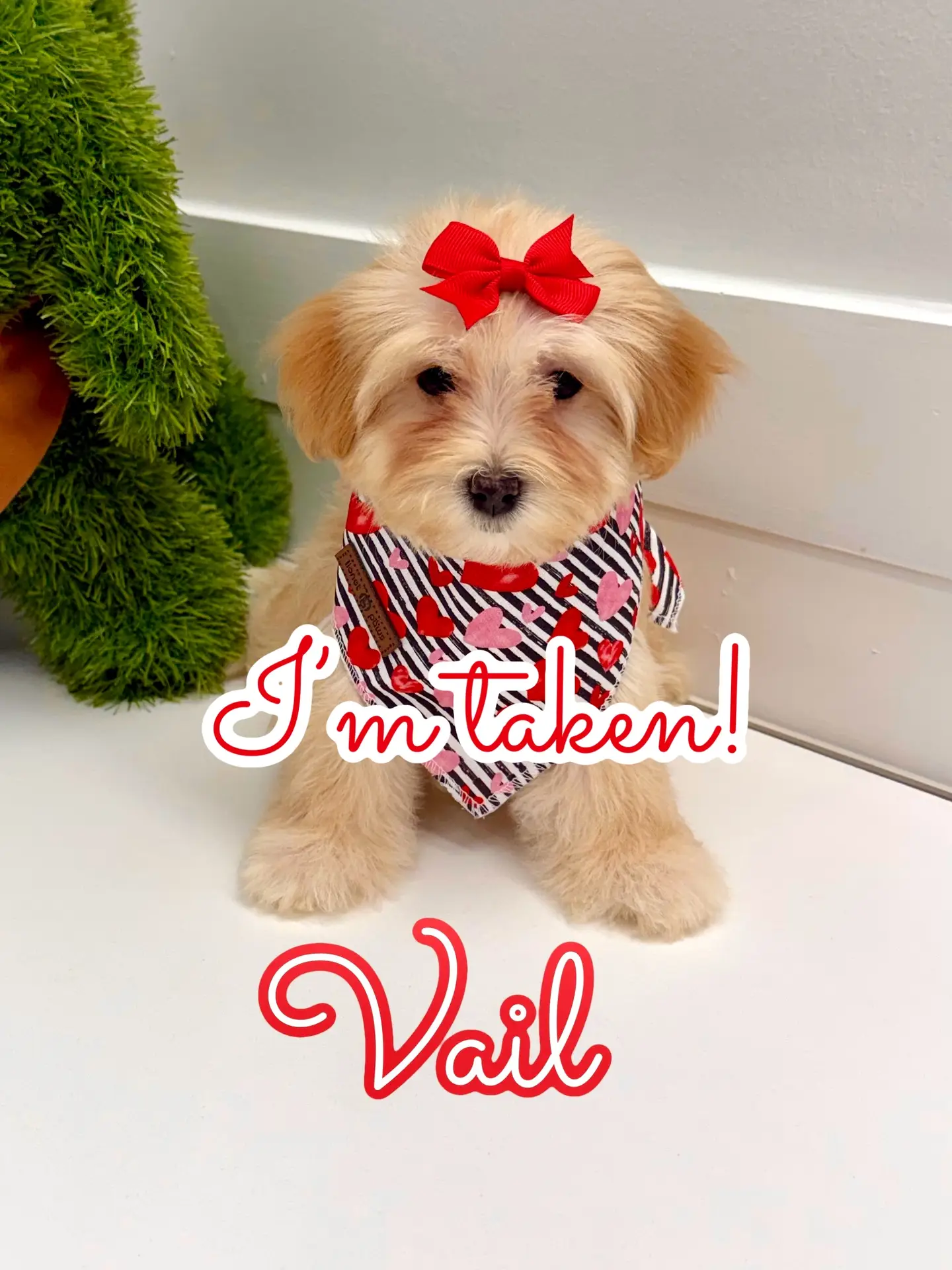 Vail - F Maltipoo Puppy - BPPP Litter --