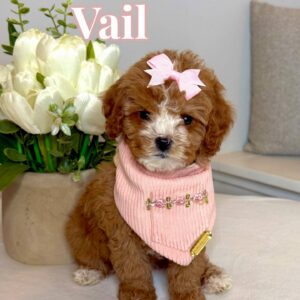 Vail - FB Cavapoo Puppy - BPPP