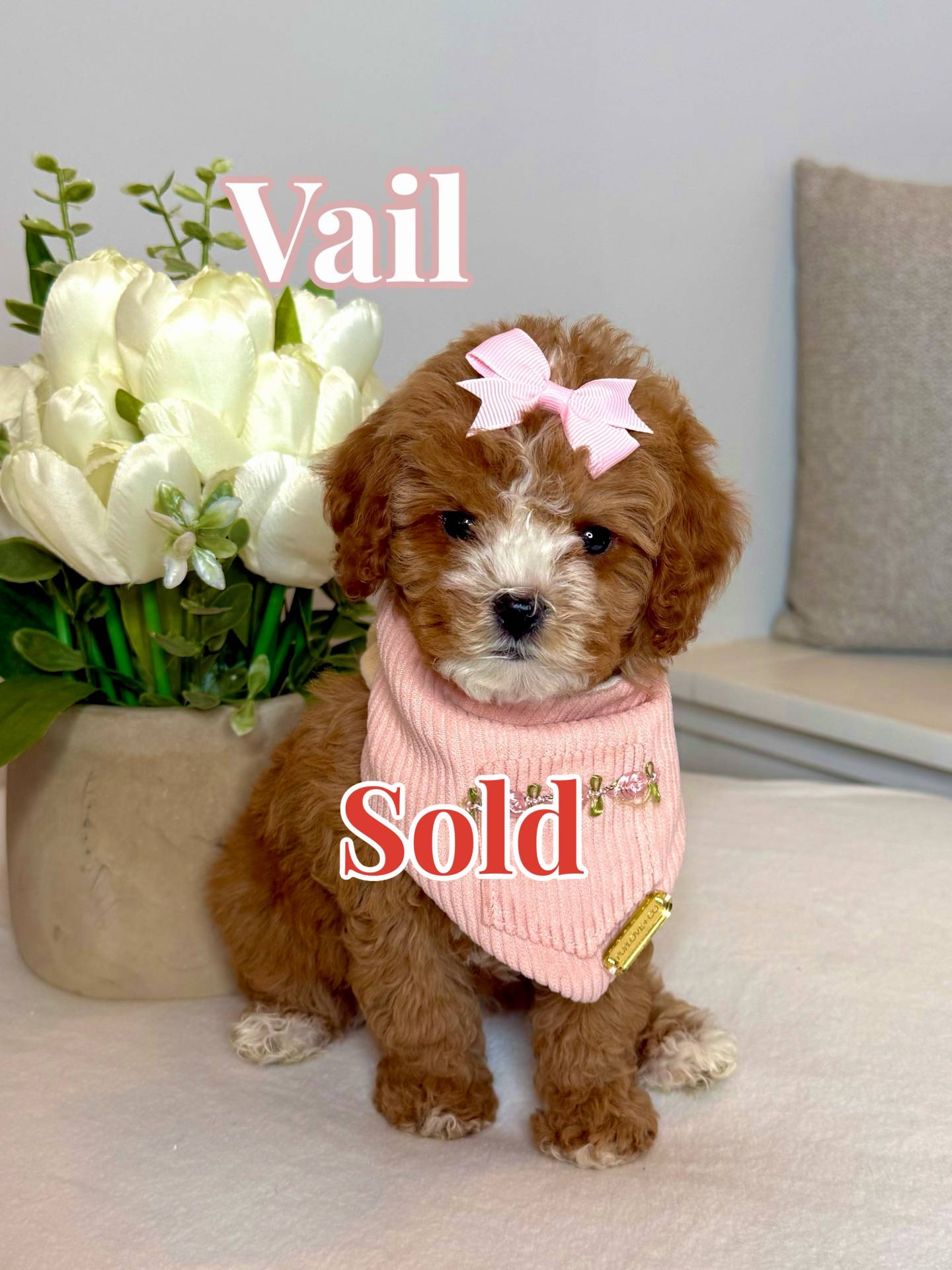 Vail - FB Cavapoo Puppy - BPPP - Forever Home in Nolensville- TN