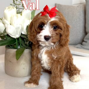 Val - F Cavapoo Puppy - BPPP