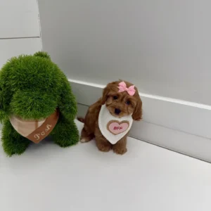 Val - F Cavapoo Puppy - BPPP Litter --_