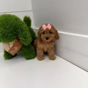 Val - F Cavapoo Puppy - BPPP Litter --_