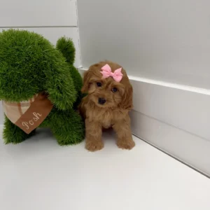 Val - F Cavapoo Puppy - BPPP Litter --_