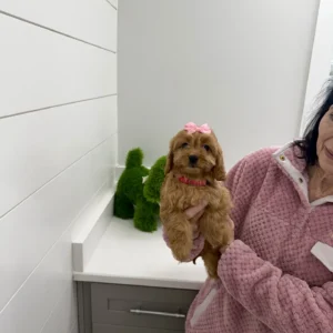 Val - F Cavapoo Puppy - BPPP Litter --_