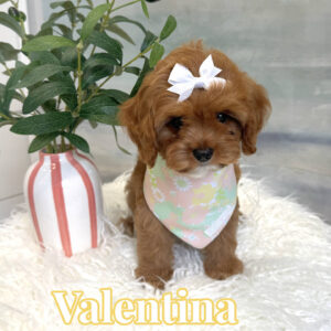 Valentina - F Cavapoo Puppy - BPPP Litter --_