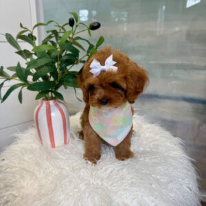 Valentina - F Cavapoo Puppy - BPPP Litter --_