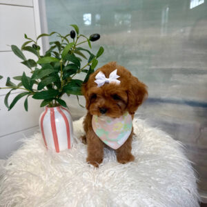 Valentina - F Cavapoo Puppy - BPPP Litter --_
