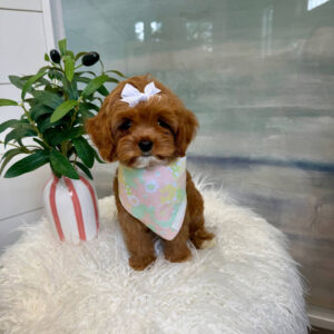 Valentina - F Cavapoo Puppy - BPPP Litter --_
