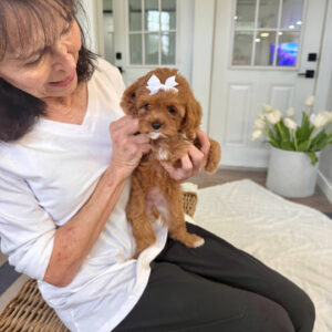 Valentina - F Cavapoo Puppy - BPPP Litter --_