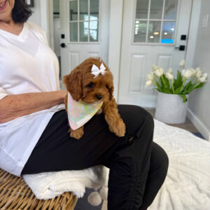 Valentina - F Cavapoo Puppy - BPPP Litter --_