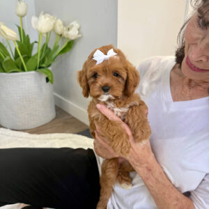 Valentina - F Cavapoo Puppy - BPPP Litter --_