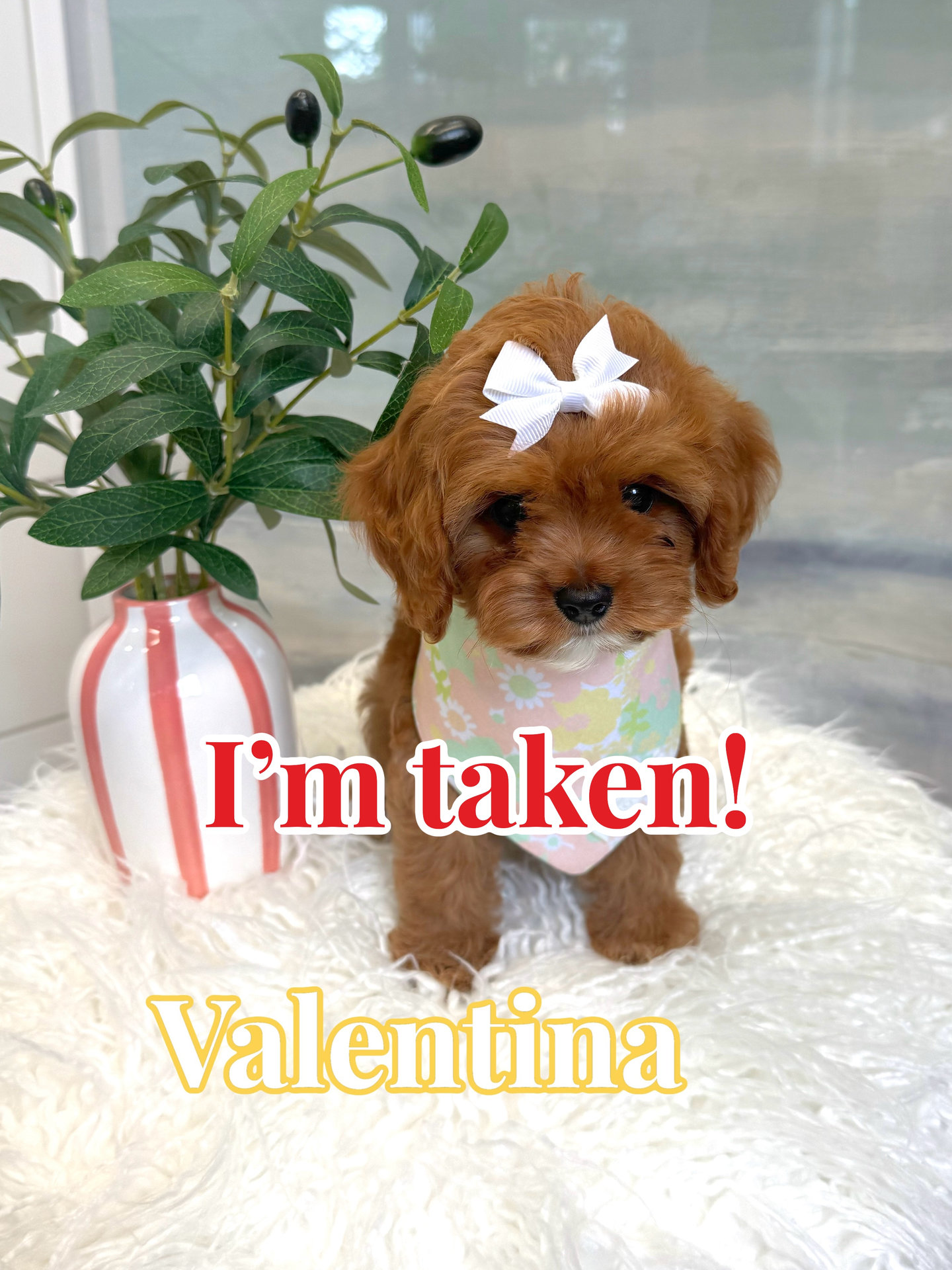 Valentina - F Cavapoo Puppy - BPPP Litter --_Forever Home in Los Angeles- CA