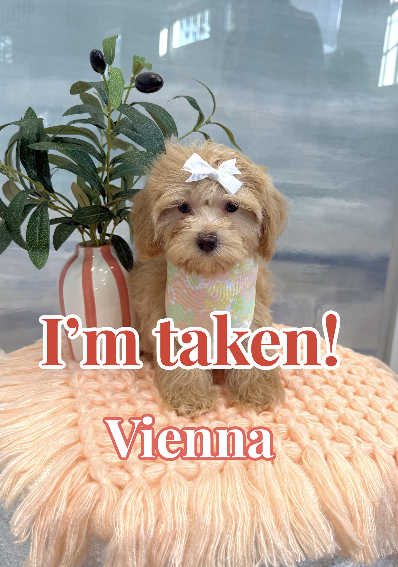 Vienna - F Maltipoo Puppy - BPPP Litter --_Forever Home in Huntsville AL