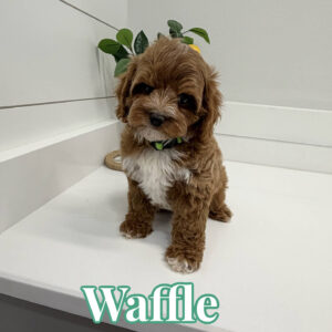 Waffle - FB Cavapoo Puppy - BPPP Litter --_