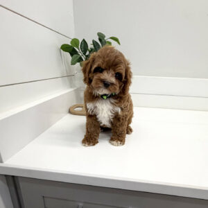 Waffle - FB Cavapoo Puppy - BPPP Litter --_