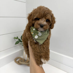 Waffle - FB Cavapoo Puppy - BPPP Litter --_